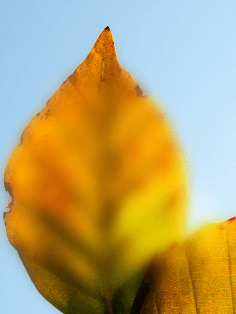 international teams\n held local events