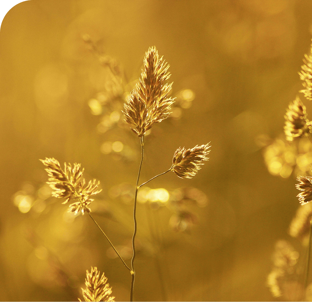 Peaceful Toolkits for Organizations